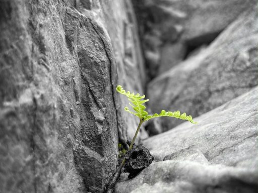 Flora Planta verde brotando entre rocas grises.
