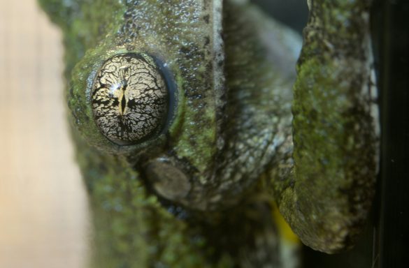 Fauna Rana verde con textura rugosa y ojos prominentes, posada sobre una superficie oscura.